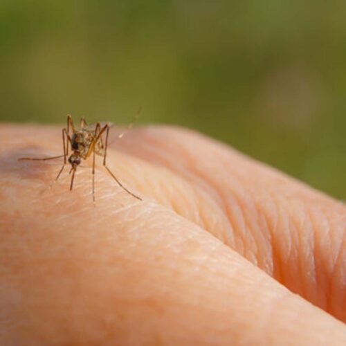 Natural Insect Repellents